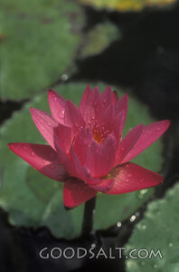 Water Lily in Morning Dew