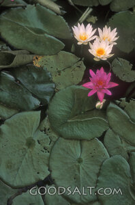 Water Lilies in Quiet Providence