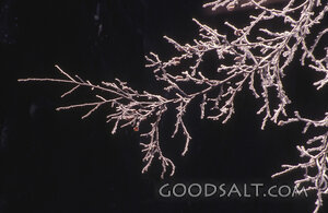 Frosted Branches in Winter Stillness