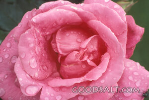 Pink Rose