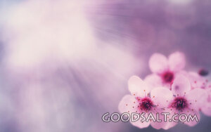 Pink Tree Flowers