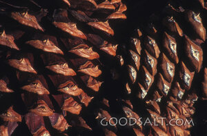 Pine Cone Scales in Creation Detail