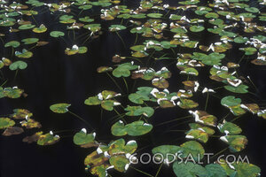 Water Lilies on a Quiet Pond