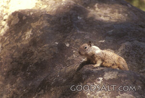 Watchful Ground Squirrel Among the Rocks
