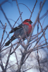 Pine Grosbeak in Winter Branches