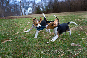 Puppies 1