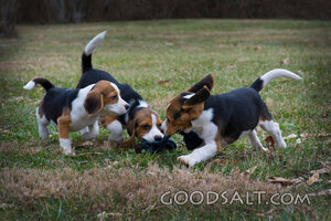 Puppies 3