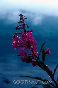 Purple flowers against a cloudy lake and hillside