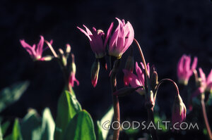 purple flowers in bloom