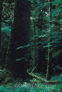Rainforest