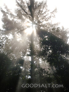 Rays of Light