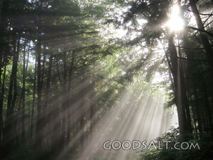 Rays of Light