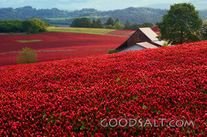 Red Clover Field and Barn