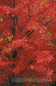Red Leaves