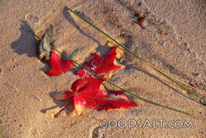 Red Maple Leaf in the Sand