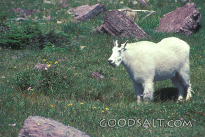 Mountain Goat in Alpine Meadow