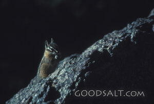 Chipmunk Among the Rocks