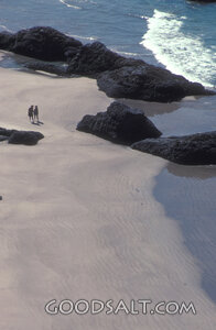 Companions on the Rocky Shore