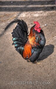 Rooster