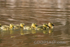 IDAHO. Boise. Kathryn Albertson Park. Goslings (Branta canad