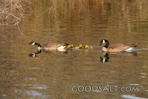 IDAHO. Boise. Kathryn Albertson Park. Canada Goose family (B