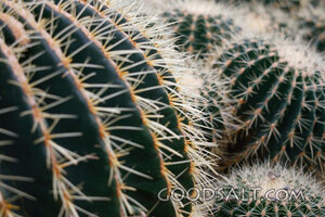 Washington. Spokane. Manito Park, Gaiser Conservatory Greenh