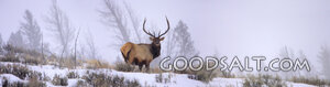 WYOMING. Yellowstone National Park. Panorama of bull Elk (Ce