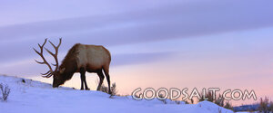 WYOMING. Yellowstone National Park. Panorama of bull Elk (Ce