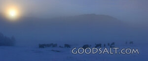 IDAHO. Stanley Basin. Panorama of Elk (Cervus elaphus) herd 