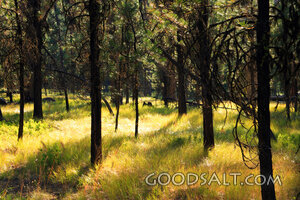 OREGON. Little Sheep Creek Highway east of Joseph. Afternoon