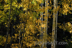 ARIZONA. Grand Canyon National Park, north rim. Yellow Aspen