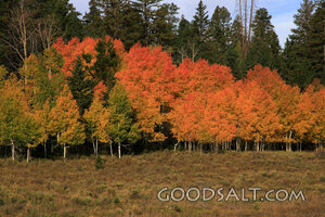 UTAH. Dixie National Forest near Aspen Mirror Lake on Highwa
