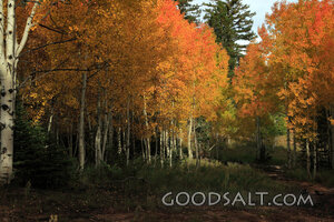 UTAH. Dixie National Forest near Aspen Mirror Lake on Highwa