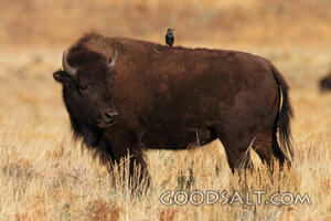 WYOMING. Teton National Park. European Starling (Sturnus vul