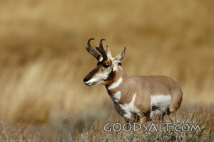 WYOMING. Yellowstone National Park. American Antelope or Pro