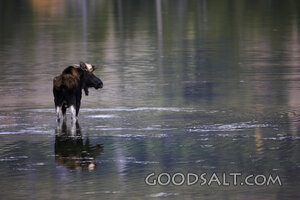 WYOMING. Grand Teton National Park. Bull moose (Alces alces)