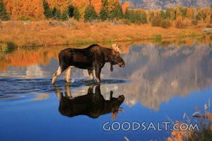 WYOMING. Grand Teton National Park. Bull moose (Alces alces)