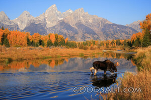 WYOMING. Grand Teton National Park. Bull moose (Alces alces)