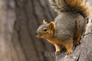 IDAHO. Boise. Western Gray Squirrel (Sciurus griseus) clingi