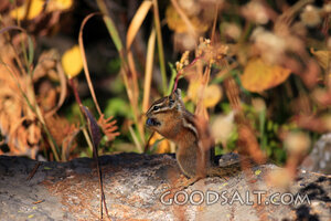 WYOMING. Teton National Park. Least Chipmunk (Tamias minimus