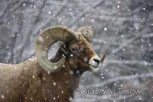 IDAHO. Boise. Zoo Boise. Bighorn Sheep (Ovis Canadensis) ra