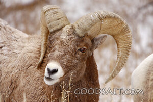 WYOMING. Yellowstone National Park. Bighorn rams(Ovis Canade