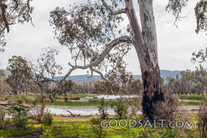 Shallow swamp water surrounded by large old trees.