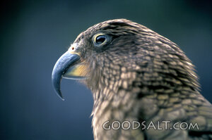 Watchful Hooked-Beak Bird Portrait