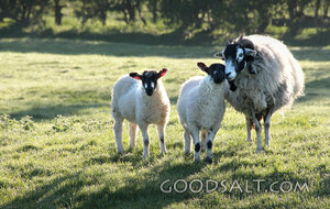 Sheep