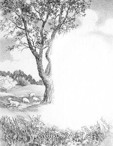 Sheep at Pasture Border