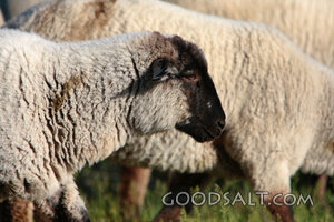 Sheep Grazing