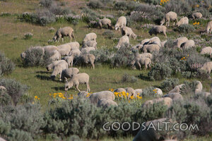 Sheep Grazing