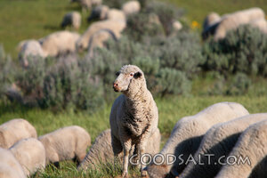 Sheep Grazing