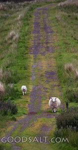 Sheep on Path